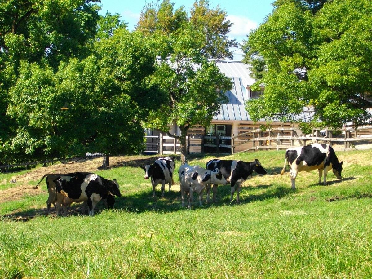🌸 나고야시 농업센터 델라팜(나고야시 노교센타 데라화무) 이미지 12